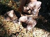 Tricholoma griseoviolaceum image