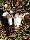 Tricholoma griseoviolaceum image