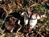Tricholoma griseoviolaceum image