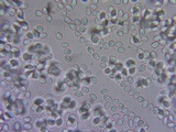 Tricholoma griseoviolaceum image