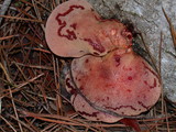 Fistulina hepatica image