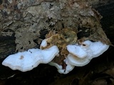 Merulius tremellosus image