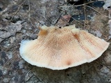 Merulius tremellosus image