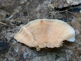 Merulius tremellosus image