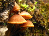 Pholiota granulosa image