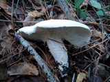 Neolentinus lepideus image