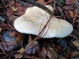 Neolentinus lepideus image