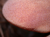 Fistulina hepatica image