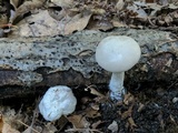 Entoloma abortivum image