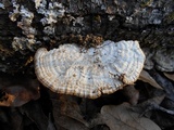 Hypomyces aurantius image