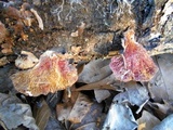 Hypomyces aurantius image