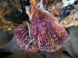 Hypomyces aurantius image