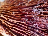 Hypomyces aurantius image