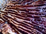 Hypomyces aurantius image