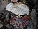Hypomyces aurantius image