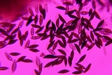 Xylaria polymorpha image