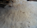 Trametes lactinea image