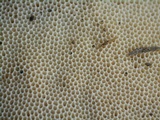Trametes lactinea image