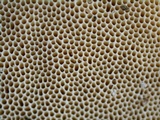 Trametes lactinea image
