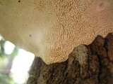 Trametes gibbosa image