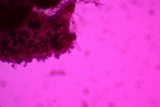 Xerula megalospora image