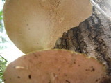 Trametes gibbosa image
