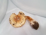 Amanita ameripanthera image