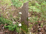 Trametes gibbosa image