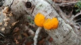 Naematelia aurantia image