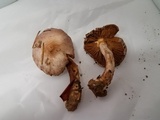 Inocybe ionocephala image
