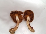 Inocybe ionocephala image
