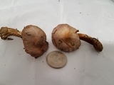 Inocybe ionocephala image