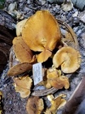 Gymnopilus ventricosus image