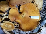 Gymnopilus ventricosus image