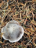 Tricholoma terreum image