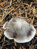 Tricholoma terreum image
