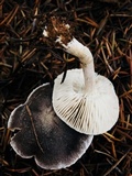 Tricholoma terreum image