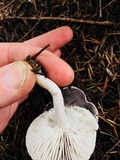 Tricholoma terreum image