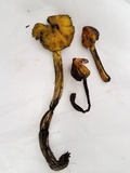 Hygrocybe olivaceonigra image