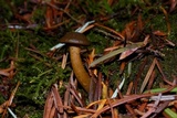 Callistosporium luteo-olivaceum image