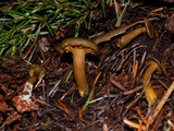 Callistosporium luteo-olivaceum image