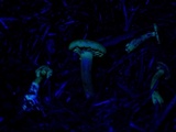 Callistosporium luteo-olivaceum image