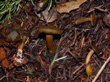 Callistosporium luteo-olivaceum image