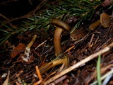 Callistosporium luteo-olivaceum image