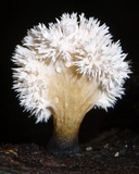 Xylaria cubensis image