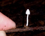 Mycena alphitophora image