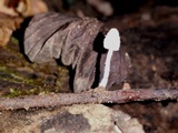 Mycena alphitophora image