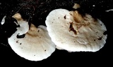 Panellus pusillus image