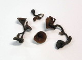 Dumontinia tuberosa image