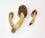 Verpa bohemica image
